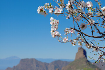 Horticulture of Gran Canaria -  almond trees blooming in Tejeda in January, macro floral background