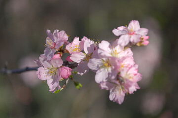 Naklejka na ściany i meble Horticulture of Gran Canaria - almond trees blooming in Tejeda in January, macro floral background 