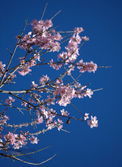 Horticulture of Gran Canaria -  almond trees blooming in Tejeda in January, macro floral background
