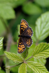 A Heath Fritillary Butterfly basking on a Bramble leaf.