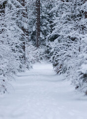 Fototapeta premium Beautiful winter forest. Snow-covered path in the forest
