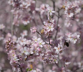 Horticulture of Gran Canaria -  almond trees blooming in Tejeda in January, macro floral background