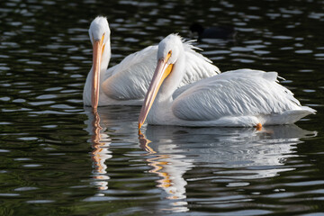 Pair of White Pelicans have beaks turned toward each other with reflection showing in pond water while swimming to the left.