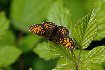A Heath Fritillary Butterfly basking on a Bramble leaf.