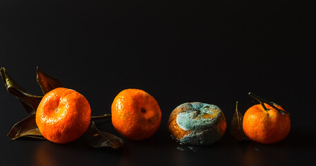 Four spoiled tangerines, with varying degrees of rot and mold on a black background,...