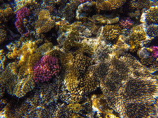
living reef with incredibly beautiful corals and fish in the Red Sea in Sharm El Sheikh