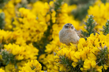 The Grass wren (Cistothorus platensis)