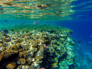 Fototapeta na wymiar living reef with incredibly beautiful corals and fish in the Red Sea in Sharm El Sheikh