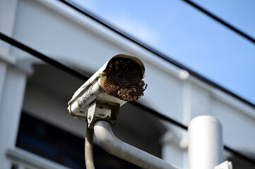 Obraz premium Wasps' nest on pillars of cement small gravel wall texture and surface background.