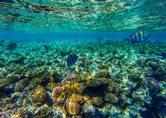 
living reef with incredibly beautiful corals and fish in the Red Sea in Sharm El Sheikh
