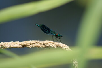 Calopteryx posé sur une graminée