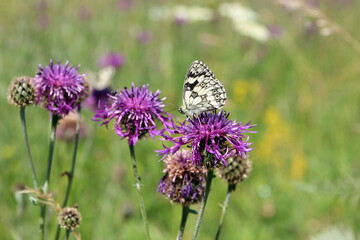 Marbled White butterfly on Cornflowers