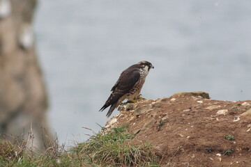 Peregrine Falcon perched on cliff top