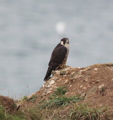 Peregrine Falcon perched on cliff top