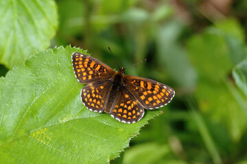A Heath Fritillary Butterfly basking on green leaves.