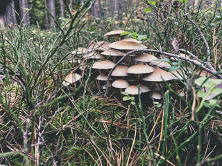 mushrooms in a forest 6