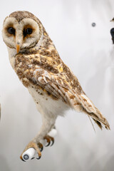 Animal for composition