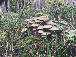 mushrooms in a forest 5