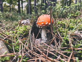 small toadstool in a forest