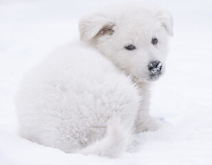 white swiss shepherd dog puppies lying on the snow