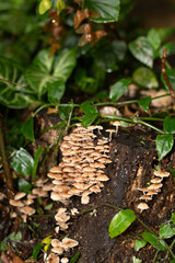 Fungi, Sunshine Coast, Queensland Australia