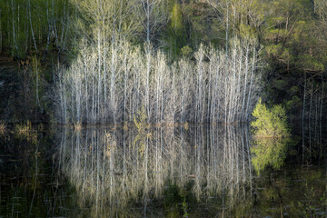 Reflection of white tree trunks in the water of the reservoir. Single bushes were in the water during the spring flood.