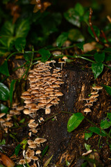 Fungi, Sunshine Coast, Queensland Australia