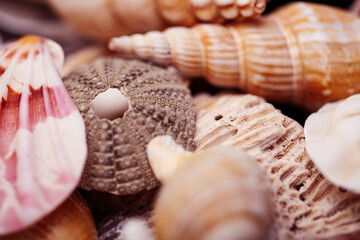 a lot of different empty sea shells on background, macro details