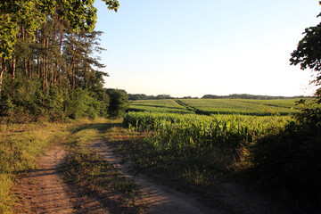 Feldweg am Waldrand