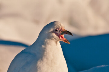 Chionis alba © rubbersoulroad