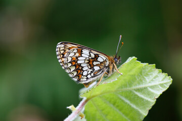 A Heath Fritillary Butterfly basking on green leaves.