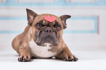 Fawn French Bulldog dog with pink heart on head looking up with big eyes