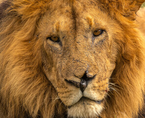 portrait of an old scared up lion from a famous masai mara pride