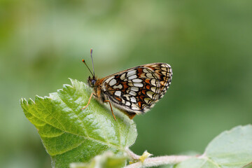Fototapeta na wymiar A Heath Fritillary Butterfly basking on green leaves.