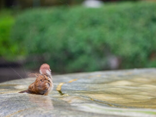 Close up shot of Sparrow washing in the rain