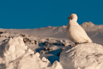 Chionis alba © rubbersoulroad