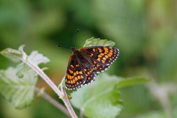 Fototapeta na wymiar A Heath Fritillary Butterfly basking on green leaves.