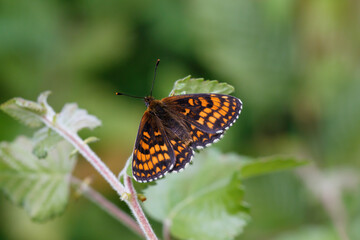 A Heath Fritillary Butterfly basking on green leaves.
