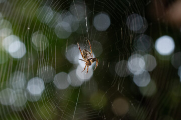 spider in web