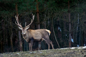 Big deer in the forest