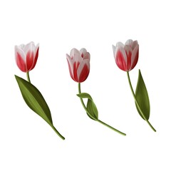 Set of realistic white and red pink tulips isolated on white background. Hand drawn digital illustration. Romantic design. For greeting cards