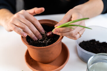 Young millennial woman planting onion herbs at home in a pot. Home gardening hobby. Zero waste sustainable lifestyle. Healthy clean food