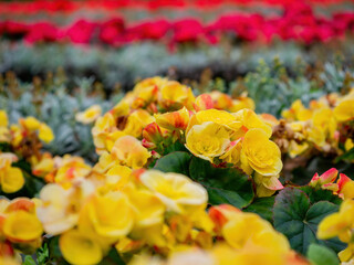 Close up shot of Tuberous begonia blossom
