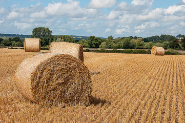 Fototapeta premium Straw bales in a summertime field