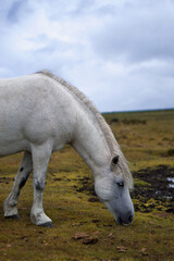 Majestic grey horse eating grass in Dartmoor. Pony background picture. 