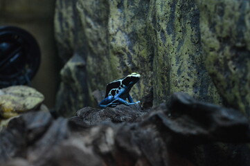 Dyeing poison dart frog