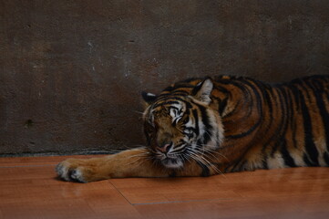 Amur tiger resting after a successful hunt
