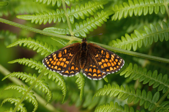 A Heath Fritillary Butterfly basking on a bracken leaf.