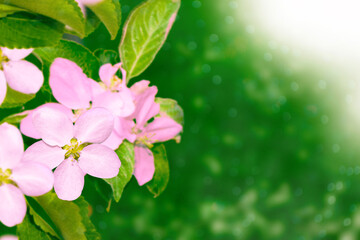 Blossoming branch apple. Bright colorful spring flowers