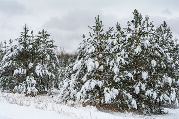 Dramatic winter landscape with spruce forest cowered with snow in cold frozen mountains. Gloomy overcast winter day in coniferous forest